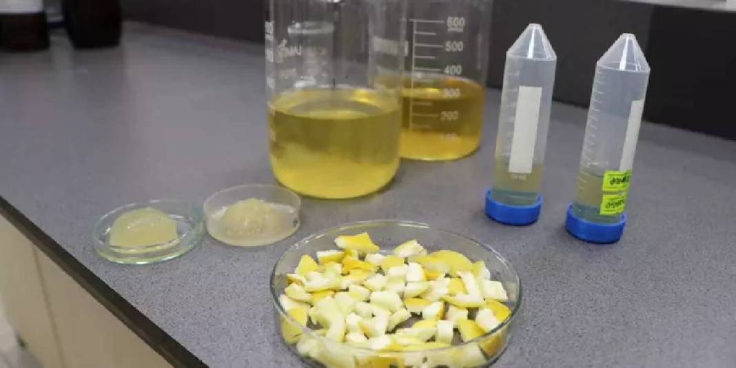 Doğal atıktan süper emici malzeme: Ağaç kavunu kabukları hidrojele dönüştü 4